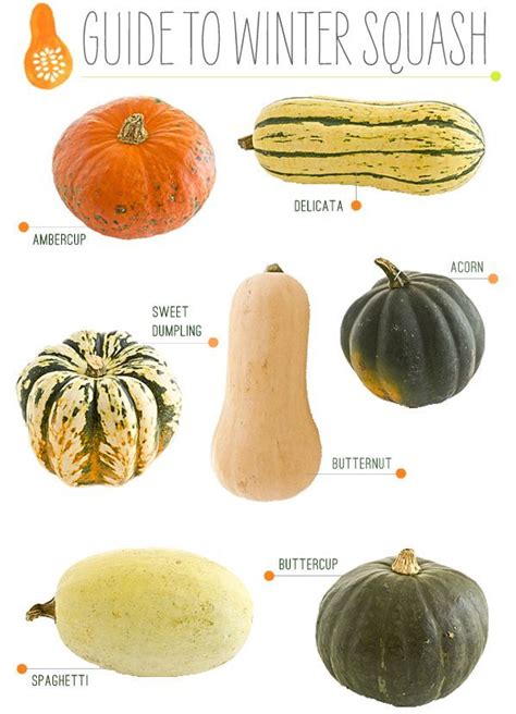 Squash Varieties - Taka Vegetable