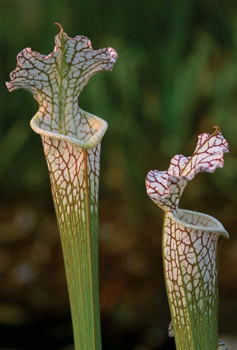 Pitcher plant | Description, Carnivory, Families, & Facts | Britannica