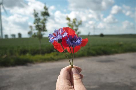 Poppy Flower Cornflowers - Free photo on Pixabay - Pixabay