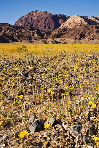 Gold Rush | Gold Rush Desert Gold Wildflowers Badwater Road … | Flickr