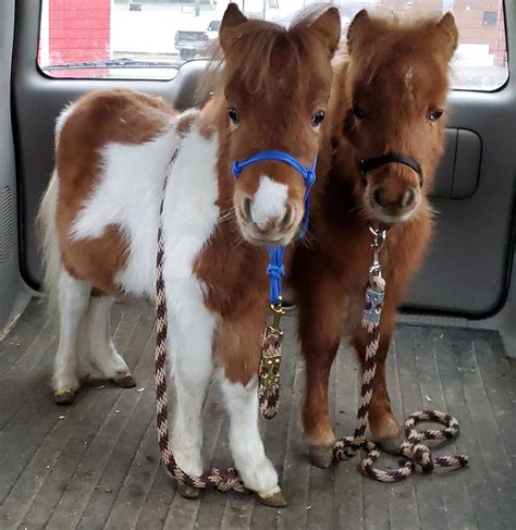 Baby Mini Pony