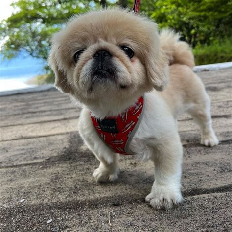 Pekingese Shih Tzu Mix: A Breed You Have To Explore