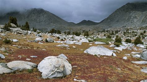 Alpine Tundra Biome Animals