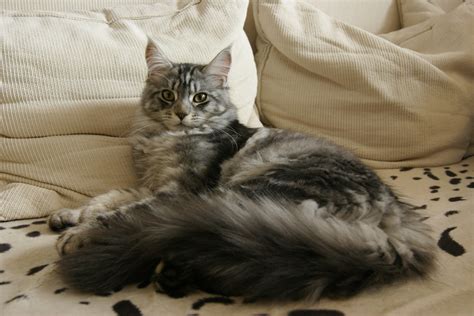 Maine Coon Grooming Tips - MaineCoon.org