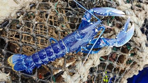 How rare is a blue lobster? | ITV News Wales