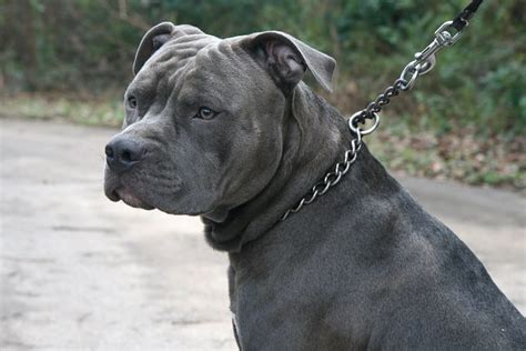 5 Essential Secrets of Blue Nose Pitbulls Revealed