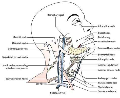 Anatomy Of A Lymph Node Diagram