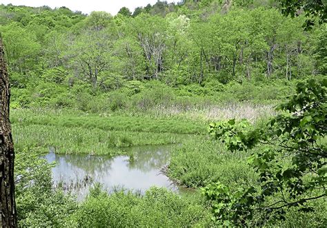 Wetlands a haven for wildlife and unique plants | Pittsburgh Post-Gazette