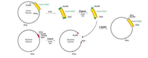 Addgene: Cloning