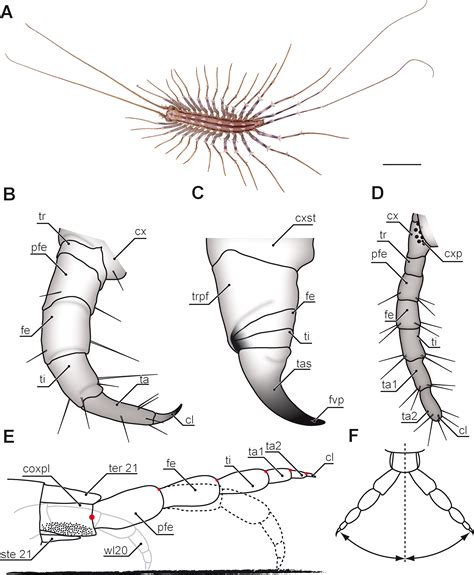 Millipede Anatomy - Anatomical Charts & Posters