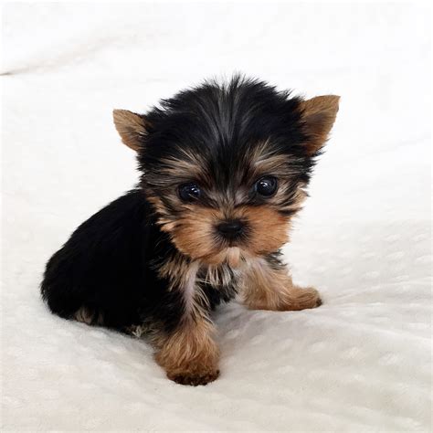 Micro Teacup Yorkie Female! - iHeartTeacups