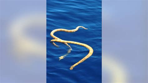 Two 'extinct' snakes spotted swimming off Australia's coast | Fox News