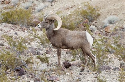 Bighorn Sheep: Majestic Mountain Dwellers