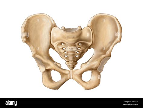 Pelvic bone joint hi-res stock photography and images - Alamy