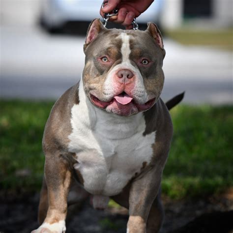 THE FLASHY TRI COLOR AMERICAN BULLY PUPPIES OF VENOMLINE | Pitbull ...