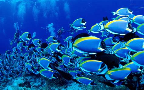 Animals Ocean Tropical Fish Wallpaper Background Hd : Wallpapers13.com