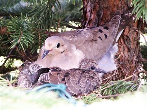 All About Mourning Dove Nests and Nesting Habits - Home Garden Trends