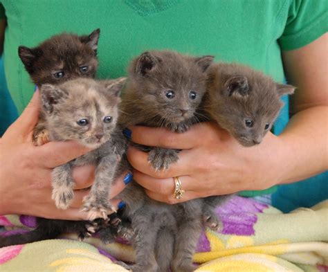 Newborn kittens urgently need a foster parent, please!