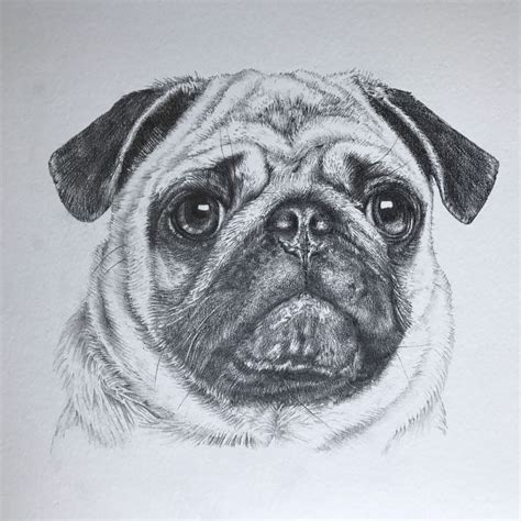 Anime Drawings Sketches, Cool Drawings, Animal Drawings, Pencil Drawings, Fine Art Drawing, Dog ...