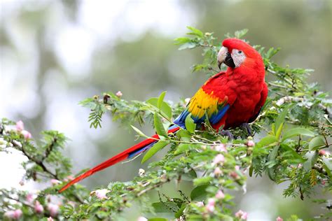 5 Fun Facts About Macaws