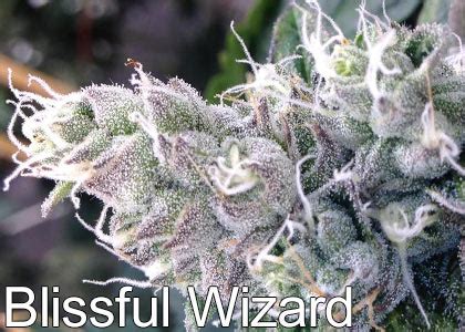 20 Cannabis Strains High In THC – The Chill Bud