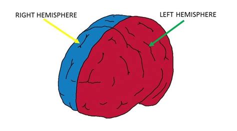 Cerebral hemispheres - definition