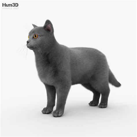 Cat 3D Models Download - Hum3D