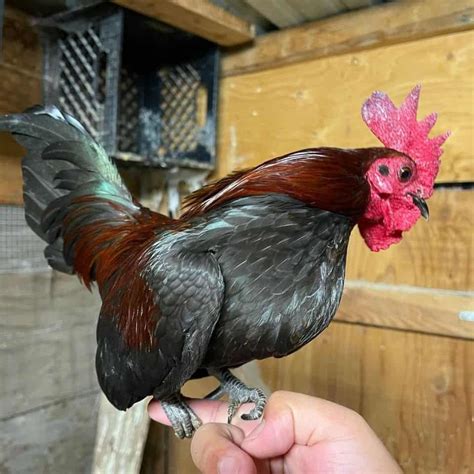 Bantam Chicken: Appearance, Size, Eggs, Raising and More