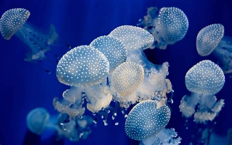 Group of white jelly fishes, jellyfish, animals HD wallpaper ...