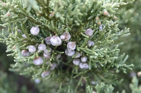 Cedar Tree – Berries | Walter Reeves: The Georgia Gardener