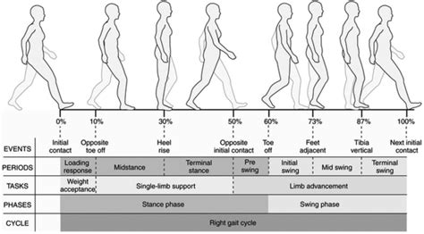 [DIAGRAM] Running Gait Phases Diagram - MYDIAGRAM.ONLINE