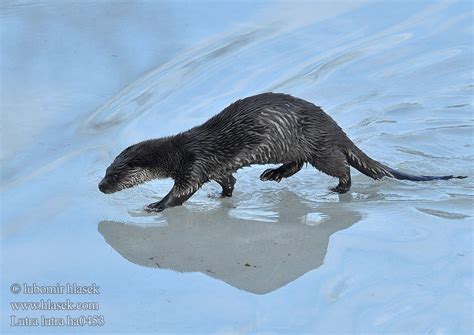 Lutra lutra European otter Loutre Europe Fischotter Nutria común vydra ...