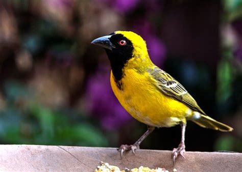 100+ Free Yellow Finch & Finch Images