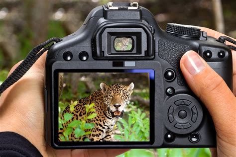 10 Best Camera for Wildlife Photography 2023 – Top 10 Reviews