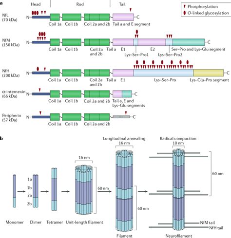 | Structure and assembly of neurofilaments. a | Domain structure and... | Download Scientific ...