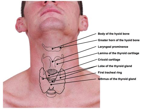 Lymph nodes base of back neck - bedserg