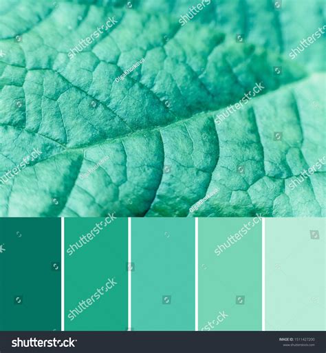 New Trend Color Matching Palette Mint Stock Photo 1511427200 | Shutterstock