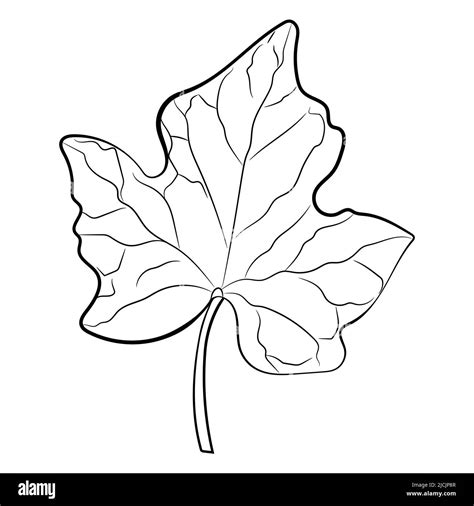 Ivy Leaf Drawing