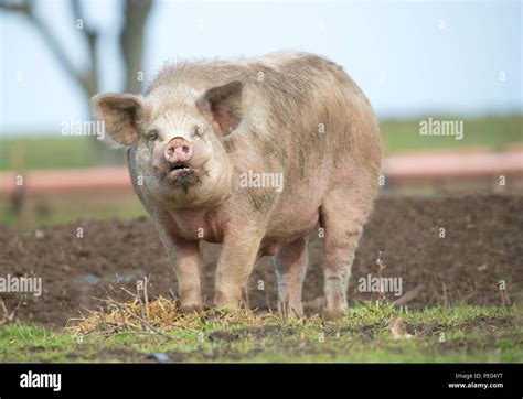 Gilt pig hi-res stock photography and images - Alamy