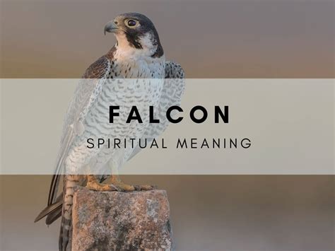 Falcon symbolism - echobasta