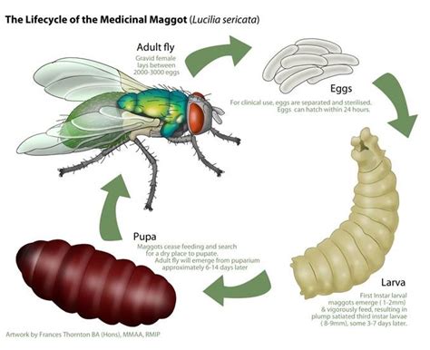 Life Cycle Of Maggots And Flies