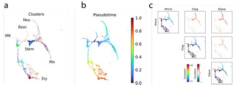 Analysis of differentiation hematopoietic cells. (a) Force-directed... | Download Scientific Diagram