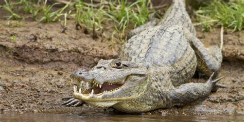 Spectacled Caiman Facts and Pictures