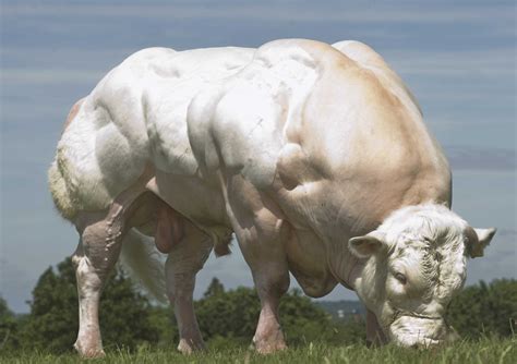 Cattle of Europe: The Belgian Blue (Also known as the: do you even lift?-cow) : r/europe