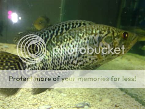 Jaguar Cichlids | Cichlid Fish Forum