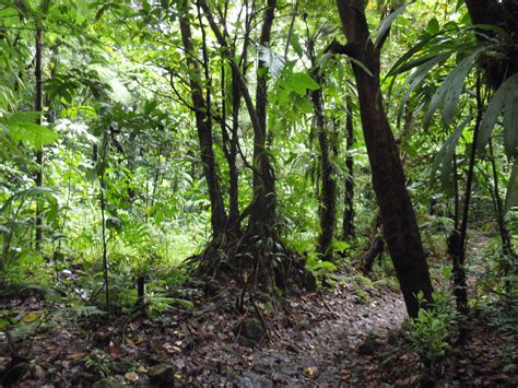 File:Morne Trois Pitons National Park, Dominica - jungle.jpg ...