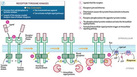 Receptor Tyrosine Kinases | ditki medical and biological sciences