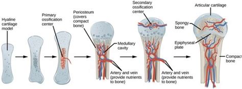 Ossification – Intramembranous and Endochondral Ossification and Their ...