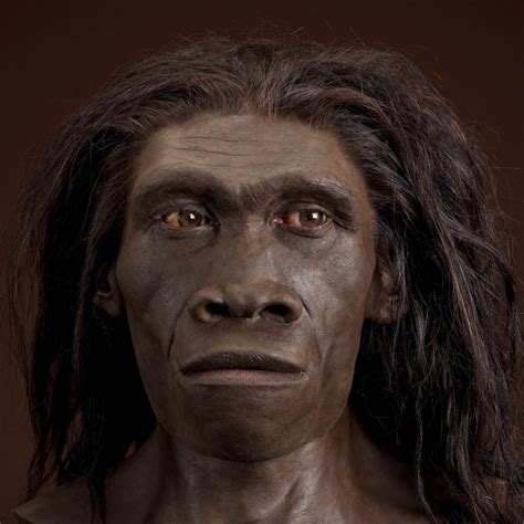 Homo erectus | The Smithsonian Institution's Human Origins Program