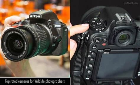 10 Top-rated cameras for Wildlife photographers - Camera Review